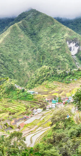 Terrace   field for  coultivation of rice — Stock Photo, Image