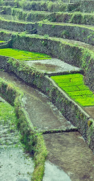 Campo de terraza para el coultivation de arroz —  Fotos de Stock