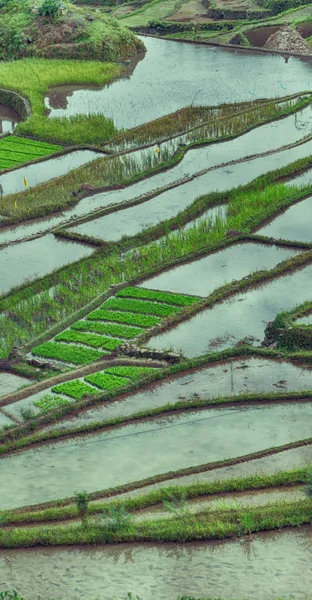 Campo de terraço para coultivação de arroz — Fotografia de Stock