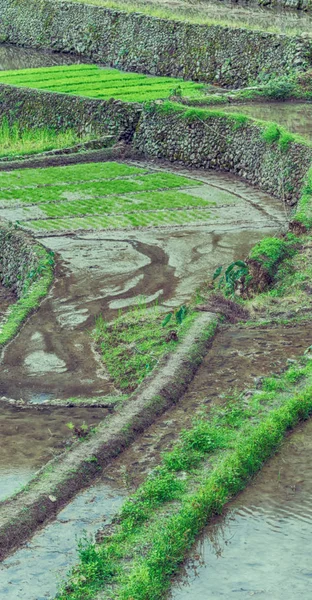 Terrace   field for  coultivation of rice — Stock Photo, Image