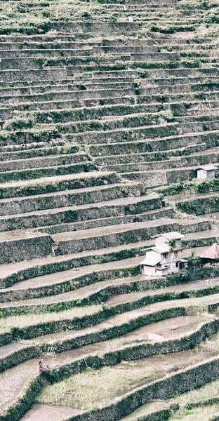 Terrace   field for  coultivation of rice — Stock Photo, Image