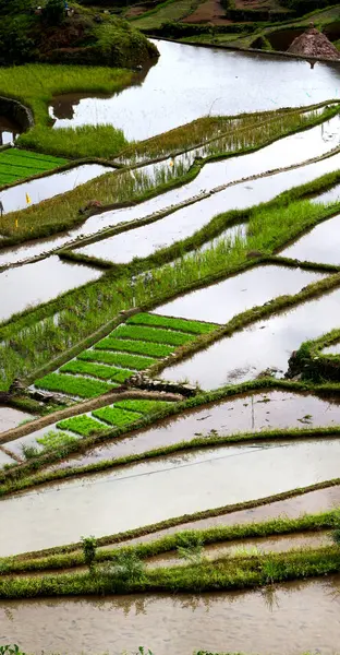 Campo de terraço para coultivação de arroz — Fotografia de Stock