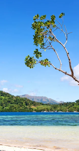 En la hermosa isla cosatline y el árbol —  Fotos de Stock