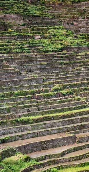 Terrace   field for  coultivation of rice — Stock Photo, Image