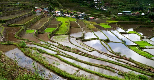 Campo de terraço para coultivação de arroz — Fotografia de Stock