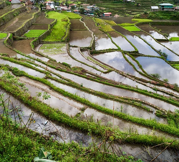 Campo terrazza per la coltivazione del riso — Foto Stock