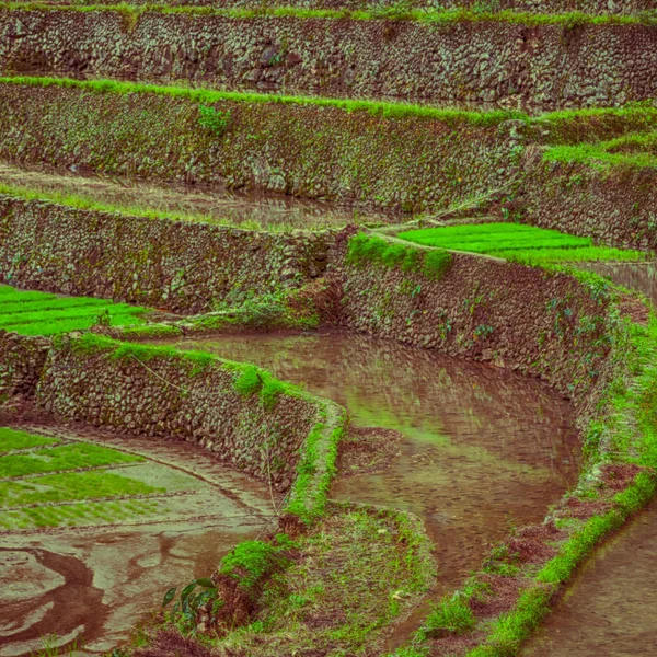 Terrace   field for  coultivation of rice — Stock Photo, Image