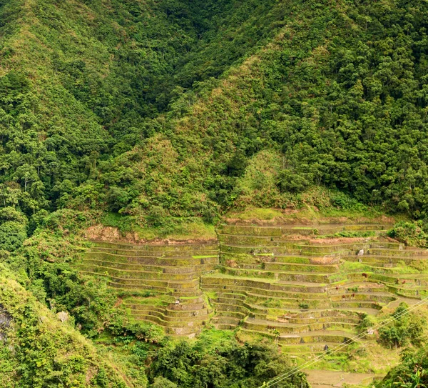 Stock image   terrace   field for  coultivation of rice   