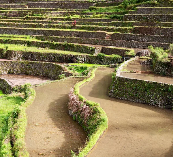 Campo de terraço para coultivação de arroz — Fotografia de Stock