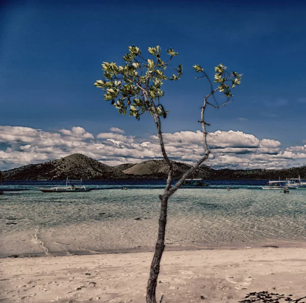 아름 다운 섬 cosatline에 트리 — 스톡 사진