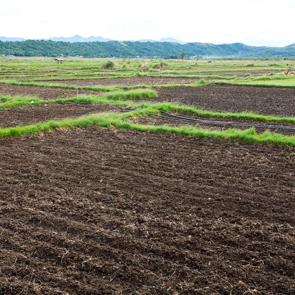 Terrace   field for  coultivation of rice — Stock Photo, Image