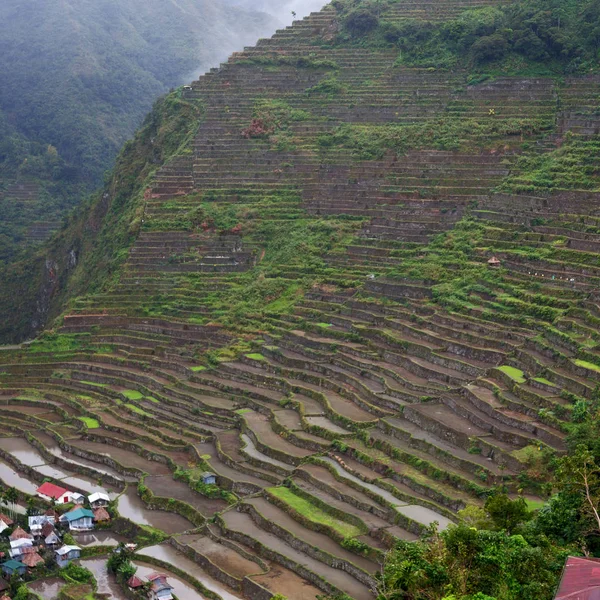 Campo de terraço para coultivação de arroz — Fotografia de Stock