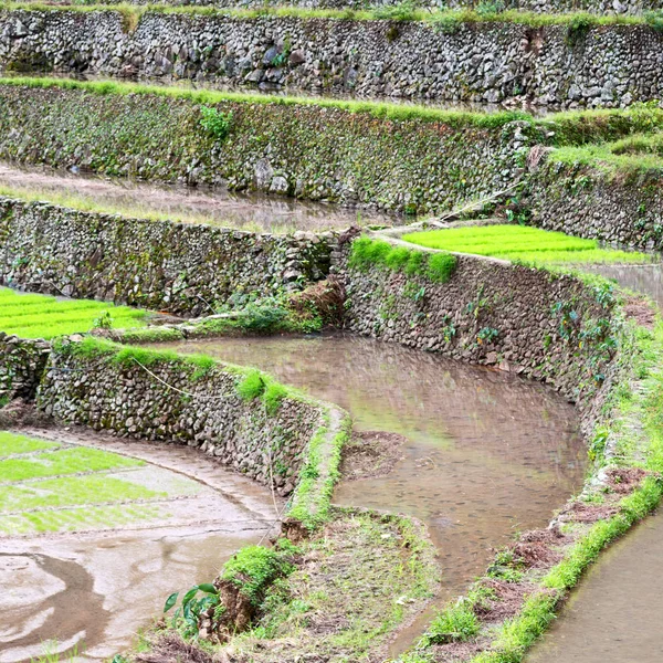 쌀의 coultivation에 대 한 테라스 분야 — 스톡 사진