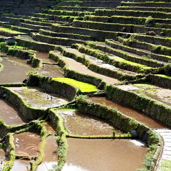 Campo de terraço para coultivação de arroz — Fotografia de Stock