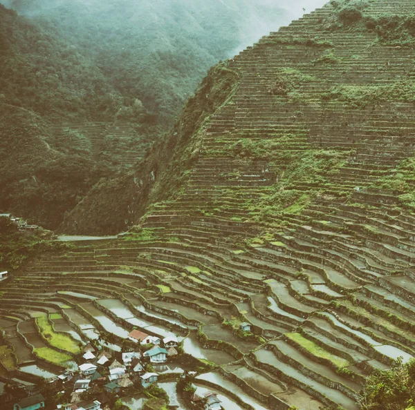 Terrace   field for  coultivation of rice — Stock Photo, Image