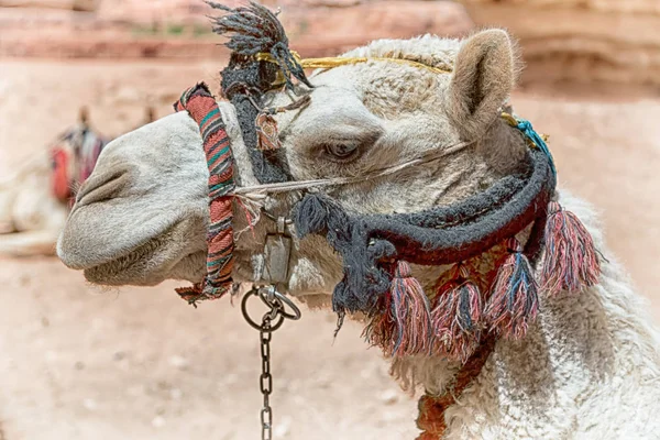 Jordan'ın bir deve başkanı — Stok fotoğraf