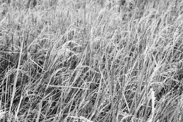 Primer plano de un campo de cultivo de cereales de arroz — Foto de Stock