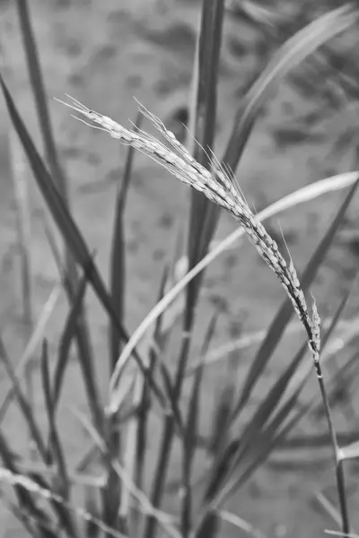 Bir pirinç tahıl ekimi alanı yakın çekim — Stok fotoğraf