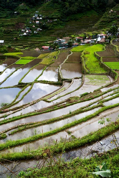 Campo de terraço para coultivação de arroz — Fotografia de Stock