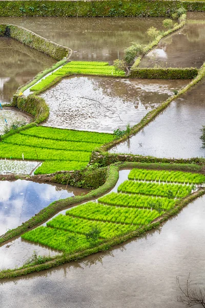 Taras pole dla coultivation ryżu — Zdjęcie stockowe