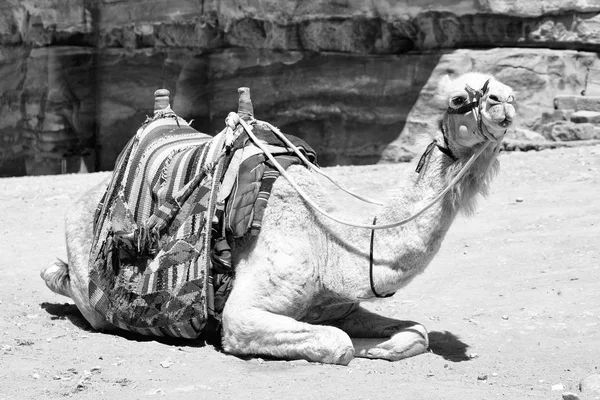 Vicino al sito antico meraviglia cammello per il turista — Foto Stock