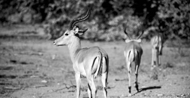  Kış ormanda vahşi Impala