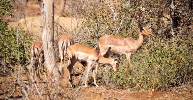 kruger parck Güney Afrika vahşi Impala kış Bush bulanıklık