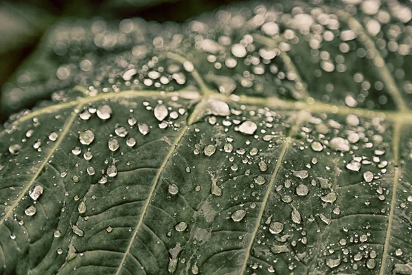Некоторые капли в листья после дождя — стоковое фото