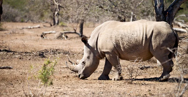 Blur South Africa Kruger Wildlife Nature Reserve Wild Rhinoceros — Stock Photo, Image