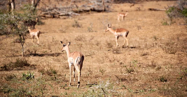 Sfocatura Kruger Parck Sudafrica Impala Selvatica Nel Cespuglio Invernale — Foto Stock