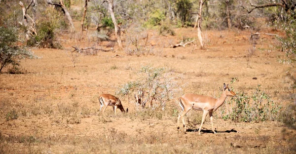 Sfocatura Kruger Parck Sudafrica Impala Selvatica Nel Cespuglio Invernale — Foto Stock