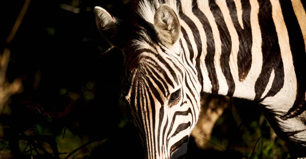 Blur South Africa Mlilwane Wildlife Reserve Wild Zebra — стоковое фото
