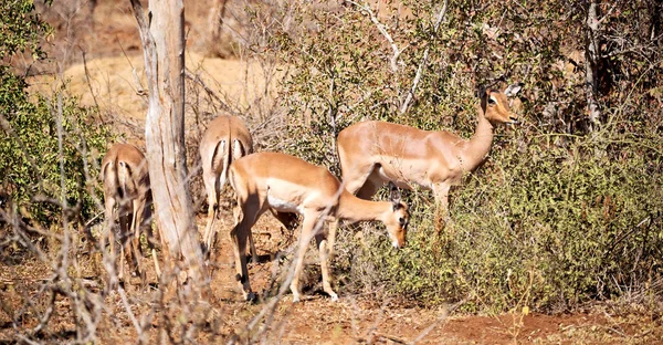 Blur Kruger Parck Dél Afrikai Vadon Élő Impala Téli Bokor — Stock Fotó