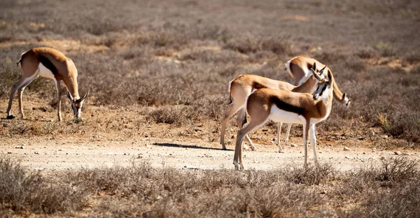 Kruger Parck Sudafrica Impala Selvatica Nel Cespuglio Invernale — Foto Stock