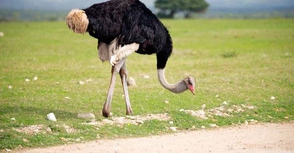 Flou Afrique Sud Mlilwane Faune Réserve Naturelle Autruche Sauvage — Photo