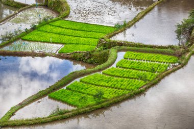 Banaue Unesco sitesinden pirinç elde etmek için Filipinler teras sahasında bulanıklık
