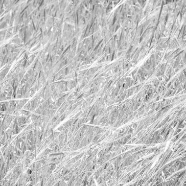 İran'da çiftlik ekili