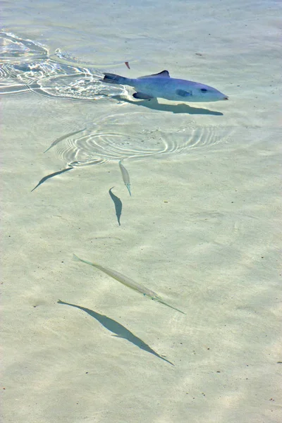 Little Fish Isla Contoy Mexico Froath Foam Sea Drop Sunny — Stock Photo, Image