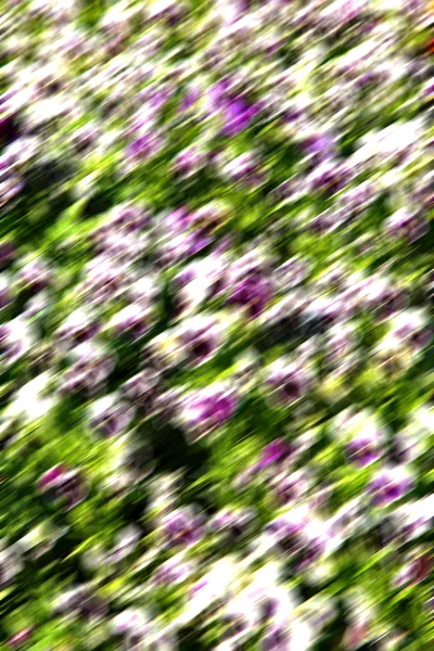 Rozostření Jaře Barvy Květiny Zahrada — Stock fotografie