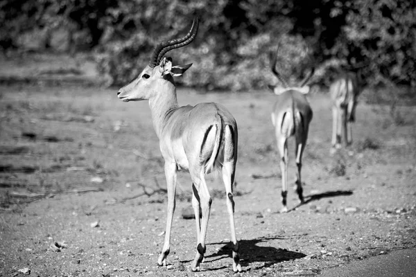 Impala silvestre en el arbusto de invierno — Foto de Stock