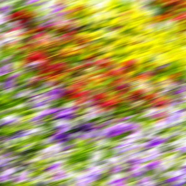 鲜花和花园 — 图库照片