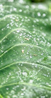 bir yaprak yağmur sonra bazı damla 