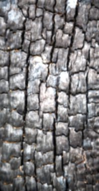 ormanda bir ağaç parçası yandı 