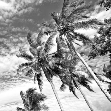  palmiye yaprak ve dal görünümü aşağı