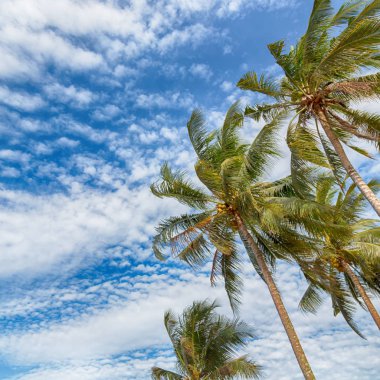  palmiye yaprak ve dal görünümü aşağı