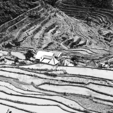   coultivation pirinç Teras alanı   