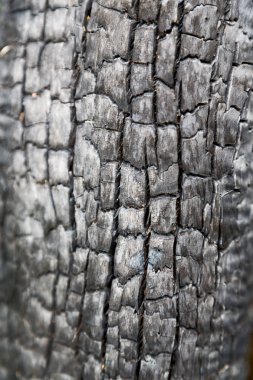 ormanda bir ağaç parçası yandı 