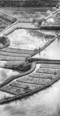   coultivation pirinç Teras alanı   