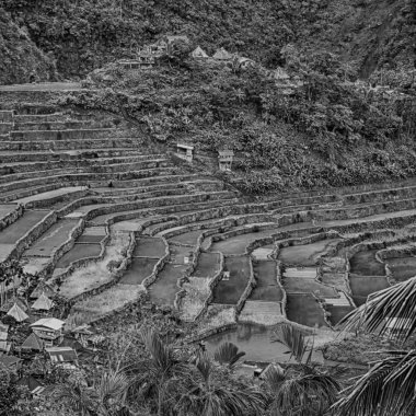   coultivation pirinç Teras alanı   