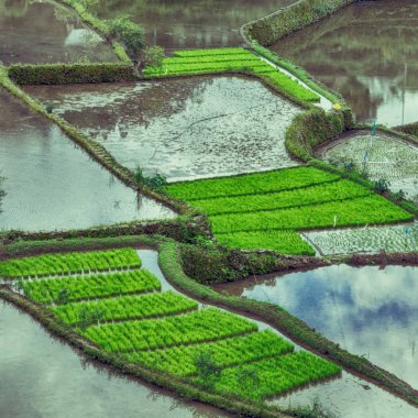   coultivation pirinç Teras alanı   